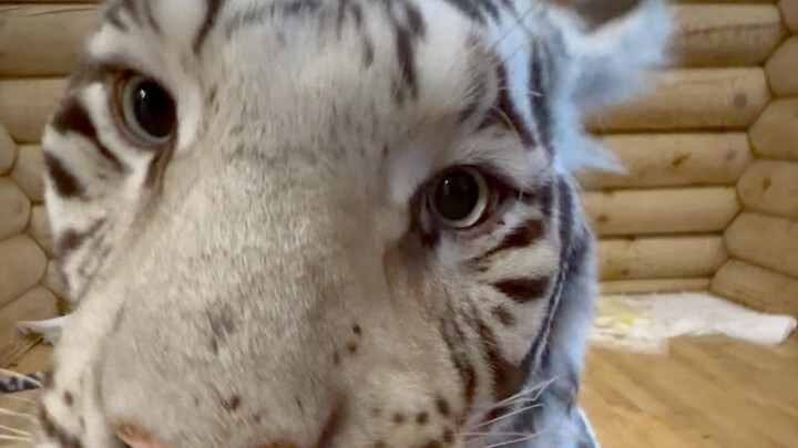 Stop spoiling him—his chubby cheeks are completely covering his teeth.