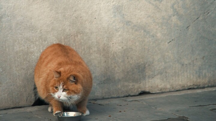 [Kucing] Papa si Kucing Istana: Saatnya Makan? Serbu!