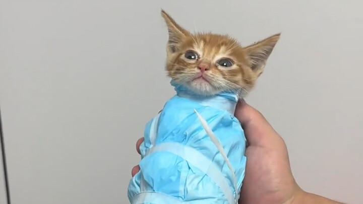 มันเองก็กลายเป็นแท่งขนมแมวเล็กๆ ไปแล้ว