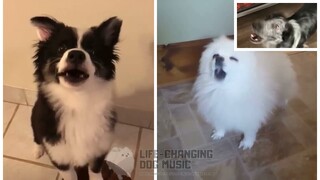 Nuestra Cancion but Dogs Sung It (Dogs Version Cover)