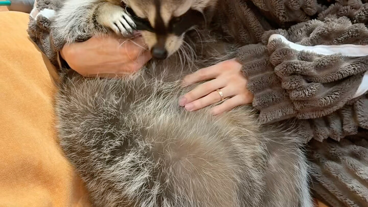 تم تعليم الراكون السمين الذي كان مدمرًا وعدوانيًا درسًا #LittleRaccoon #HomeWithCutePet #Funny