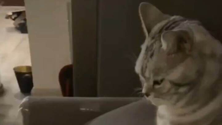 Jealousy makes the cat unrecognizable!
