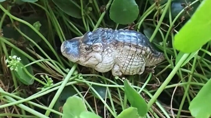 A little crocodile that looks just like Laikebao!