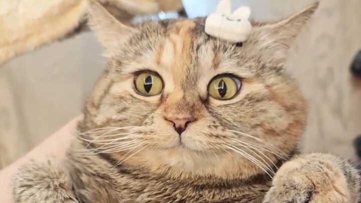 A cat wearing a hair clip looks younger.