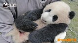 熊猫宝宝睡觉像人类婴儿超萌人