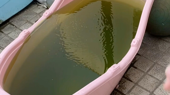 Feeding the fish: The laziest way to change a turtle’s water