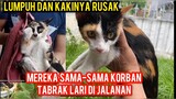 Sedih Dua Kucing Kembang Telon Ketabrak Kendaraan Di Jalan Lumpuh Dan Cacat..!