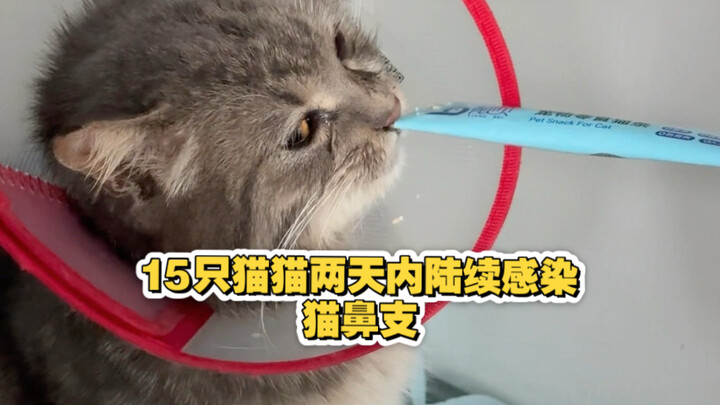 15 cats successively contracted feline upper respiratory disease within two days.