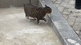 我和流浪猫的故事