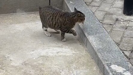 قصتي مع القطط الضالة