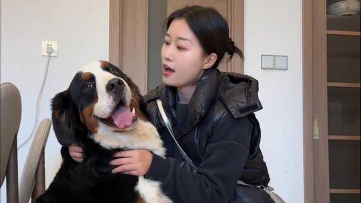 Ah, ini tuh anjing galak yang dimaksud pihak resmi?