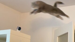 My brain might be simple, but my limbs are definitely well-developed.