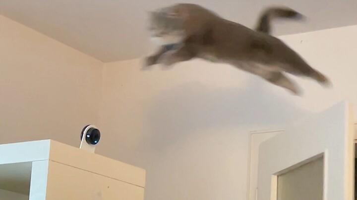 头脑可能简单，但四肢绝对发达