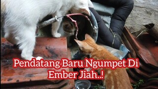 Tiga Anak Kucing Yatim Lagi Bermain Bersama ini Keadaanya Sekarang | Anak Kucingnya Lucu-Lucu..!