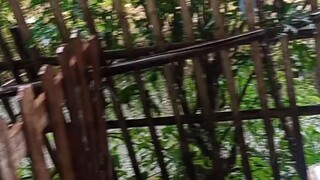 lgi manc8ng malah hujan