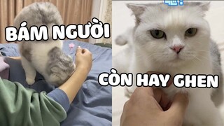 THẤT THẤT | Nuôi 1 con mèo giống bạn gái là có trải nghiệm gì ? | Pets TV