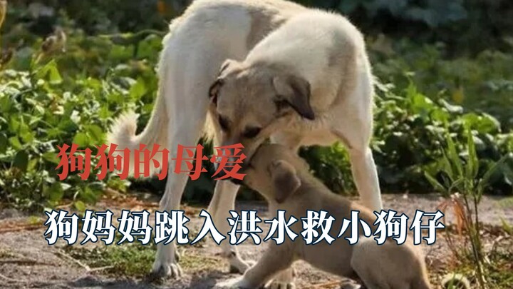 We often forget that dogs have mothers too: A dog mom rescues her pups from a flood.