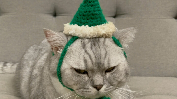 Kucing pertama di Internet yang menjalani tes garis ayah. Hasil tes yang Anda inginkan ada di sini.