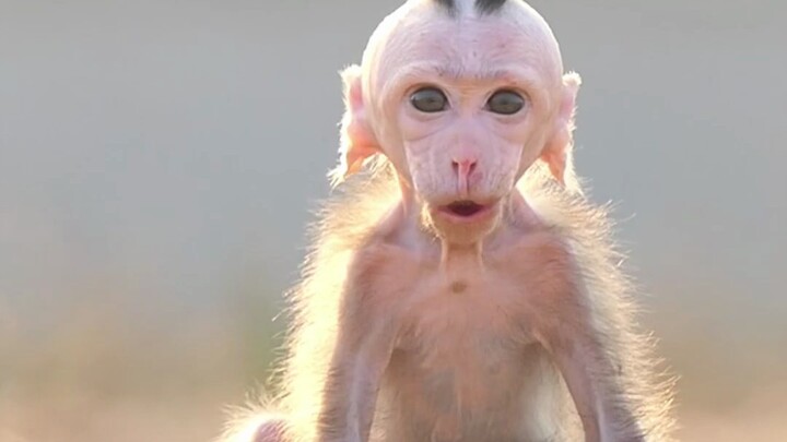 Mohawk Monkey Whistles