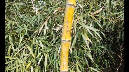 Chỉ là một con sán