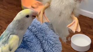 Cole duck's appearance changes