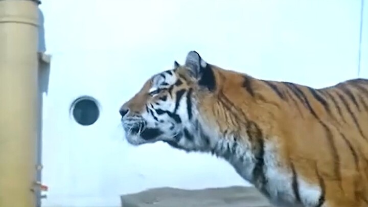 เมื่อถูกเสือล้อมรอบ ควรช่วยตัวเองอย่างไร