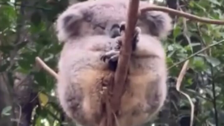 Who on earth invented the adorable koala?!