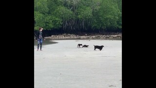 💚Otter Uma, Rottweiler pup, and dachshund dog and human sister at the beach. #shorts