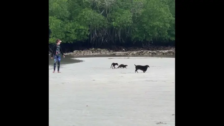 💚Otter Uma, Rottweiler pup, and dachshund dog and human sister at the beach. #shorts