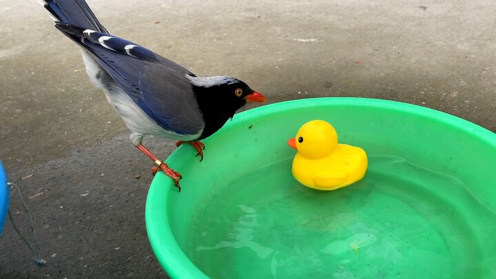 Burung kecil menyukai bebek mainan itu, terus-menerus menciumnya berulang kali.