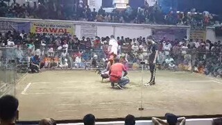 Pasay cock fight