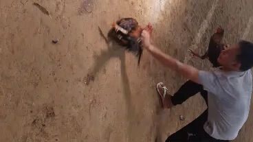 Golden boy lose vs binabae magalin