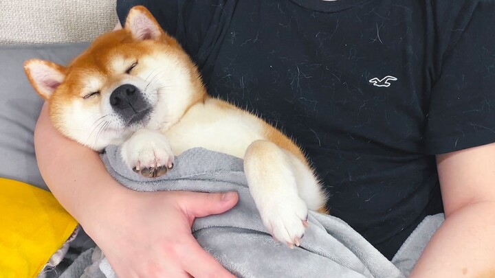 น้องหมาน่ารักเกินไป ต้องให้เจ้าของอุ้มไว้ในอ้อมกอดแล้วลูบไล้อย่างเมามันเลย!