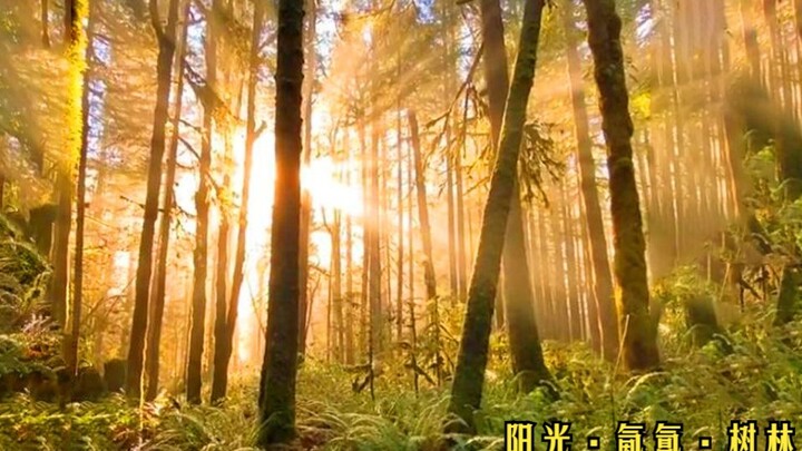 花随风落雨伴风晴，行路虽难也不负卿，加油！负重前行的我们！感谢三连支持~继续努力！