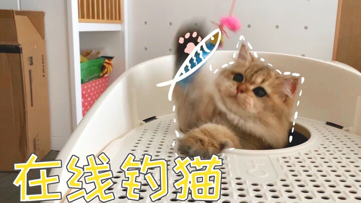 Mèo mướt vàng mới mua cái nhà vệ sinh mới nhưng chẳng biết dùng, ba mẹ lo đến phát rụng tóc. Mèo: “C