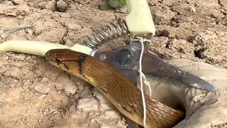 哪个大聪明想的剪刀捕蛇