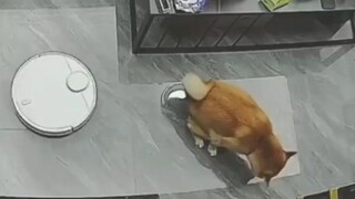 امسحه وادهنه على الأرضية بأكملها، واجعل المنزل مليئًا بالرومانسية