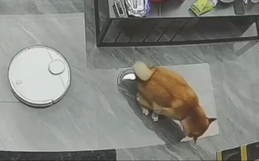 امسحه وادهنه على الأرضية بأكملها، واجعل المنزل مليئًا بالرومانسية