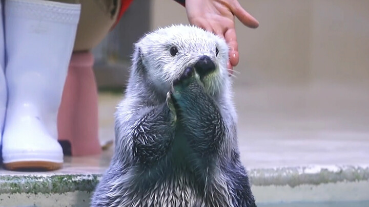 Con bé nhỏ hình như tự biết mình rất đáng yêu～