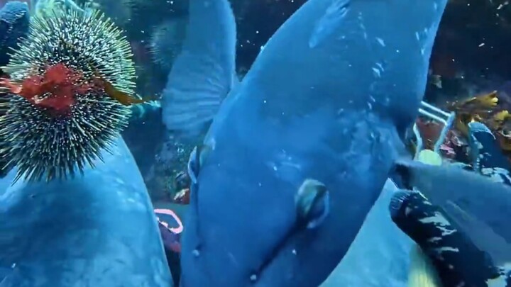 ปลา: เปิดหอยเม่นสักตัวนะ! สักตัวนึงเถอะ～