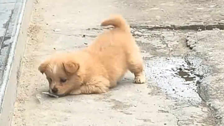 ลูกสุนัขตัวน้อยของยายจะมาหาเมื่อคุณเรียกเขา