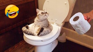 Try Not To Laugh Animals : Funniest Cat - Dogs Videos #63 | Funny Animal Videos