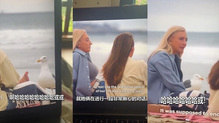 Burung camar: Kalian sudah selesai ngobrol? Kalau sudah, aku mulai makan dulu ya