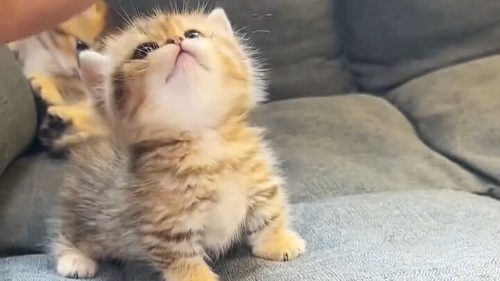 Listen to the cat~