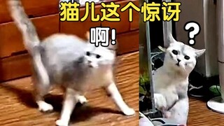 第一次看到猫咪 大惊失色 手足无措