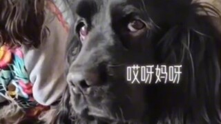 How to raise a pet dog into a stray dog is also a technical job