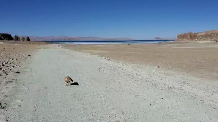 Encountered a Tibetan fox on the road to Namtso, met with its wise gaze [Tibetan fox]