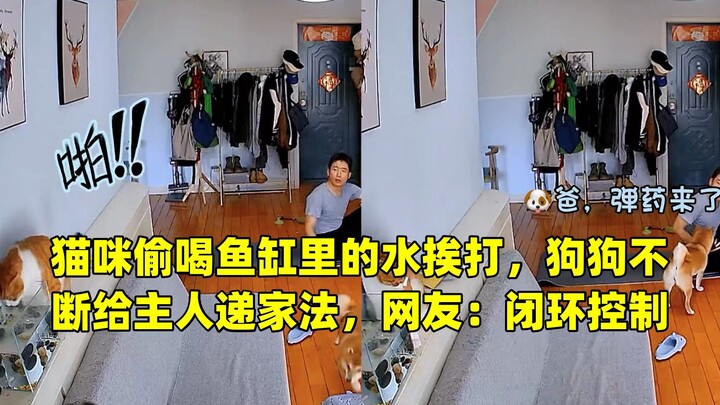 แมวขโมดื่มน้ำในตู้ปลาจนถูกตี สุนัขคอยส่งไม้เรียวให้เจ้าของอย่างต่อเนื่อง ชาวเน็ตบอกว่า: ระบบควบคุมแบ