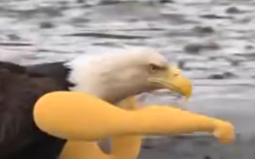 Funny video of the Eagle of America - Bilibili