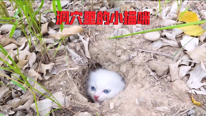 Si kucing terpisah dari ibunya sejak kecil, dan yang tersisa hanyalah hidup sendirian di gua—sampai 